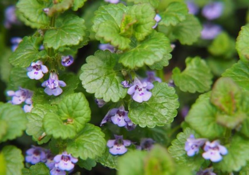 Kerekrepkény (Glechoma hederacea)