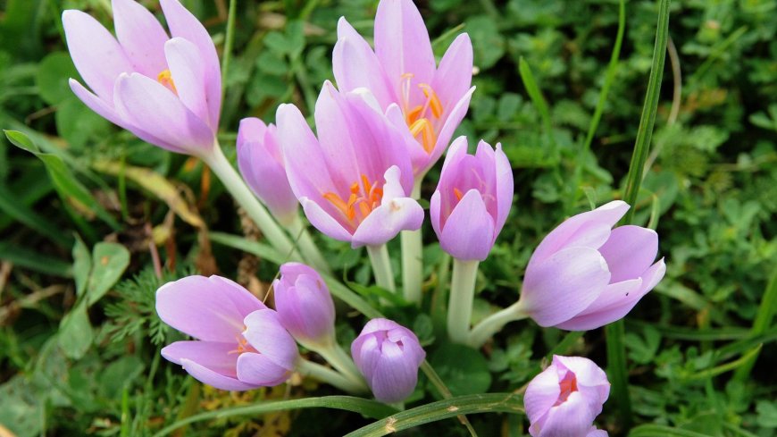 Kikerics (Colchicum autumnale)