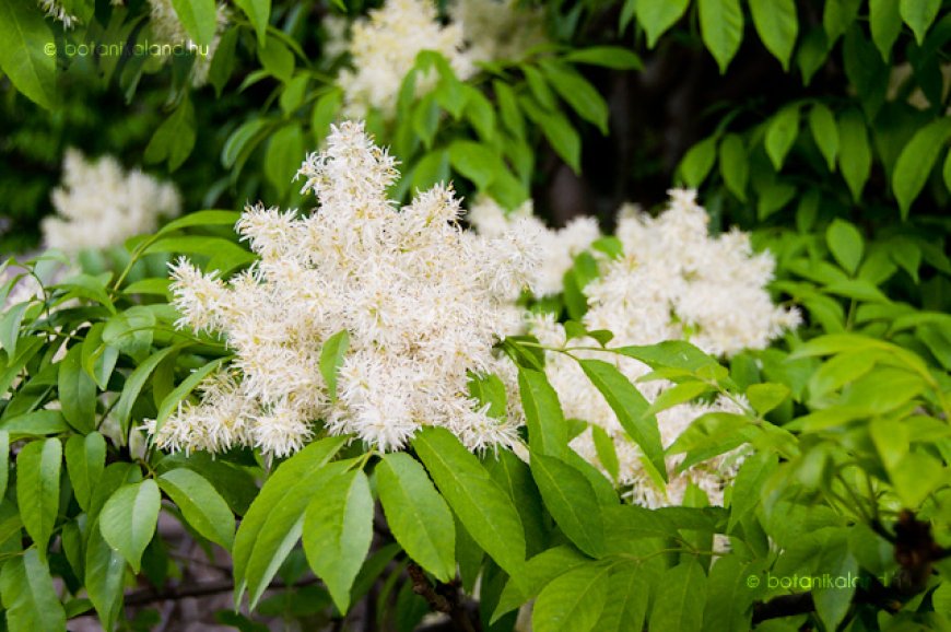 Kőris (Fraxinus)