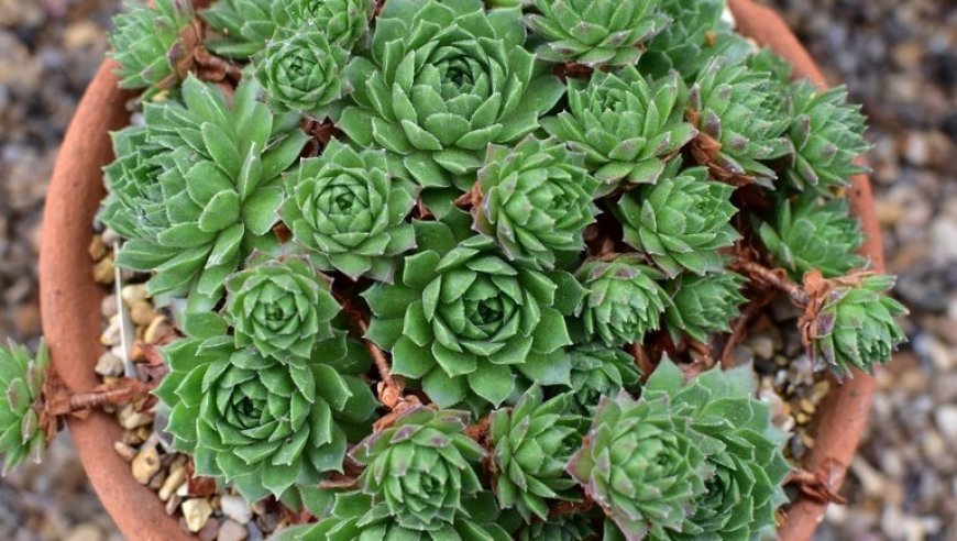 Kövirózsa (Sempervivum tectorum)