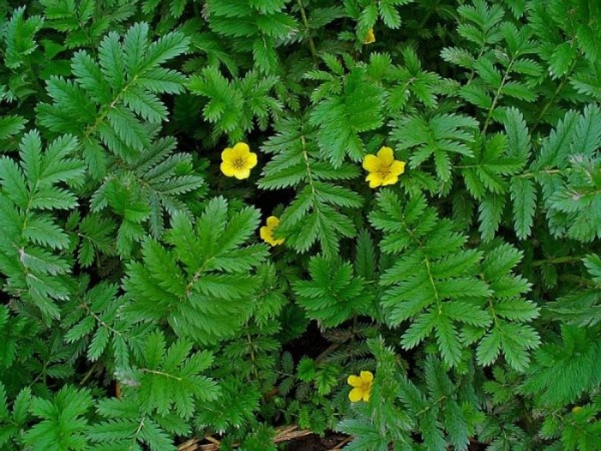 Libapimpó (Potentilla anserina)