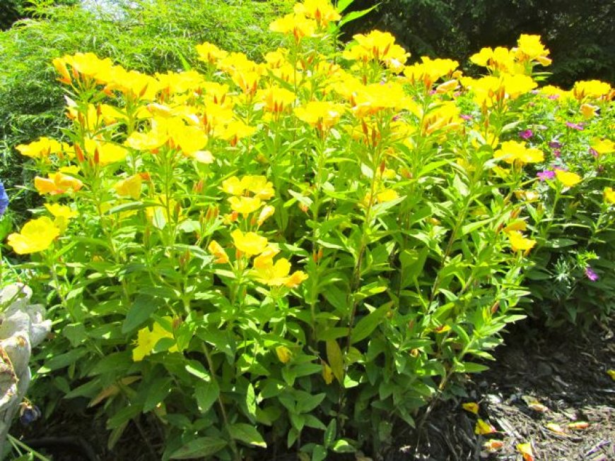 Ligetszépe (Oenothera biennis)