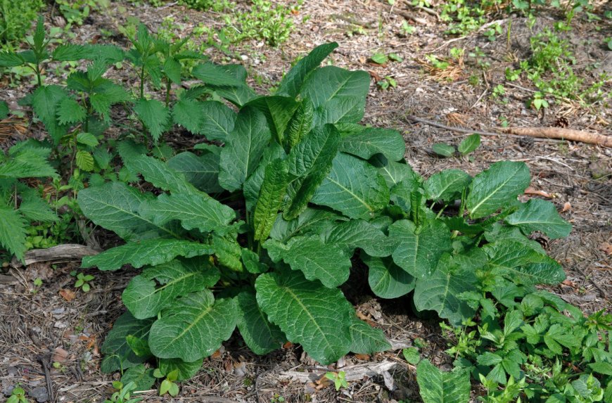 Lósóska (Rumex obtusifolius)