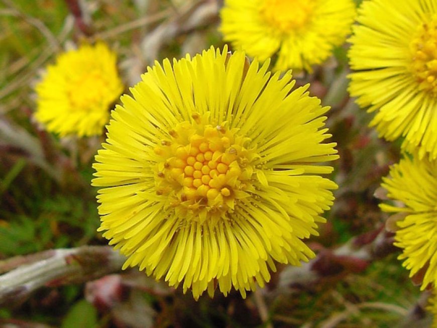 Martilapu (Tussilago farfara)