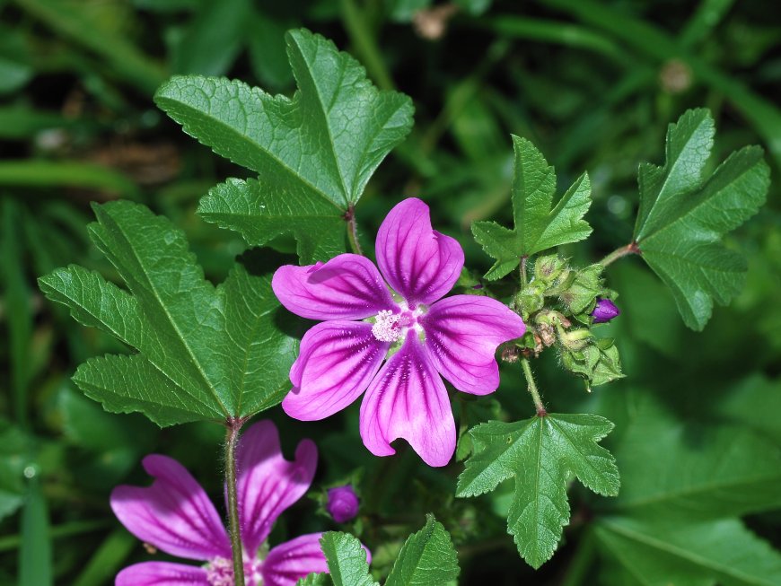 Mályva (Malva sylvestris)