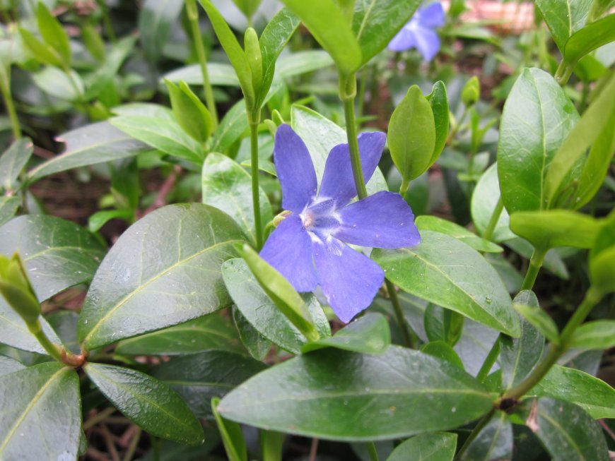 Meténg (Vinca)