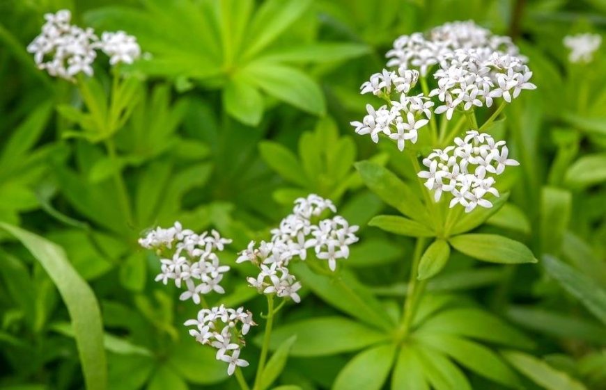 Müge (Galium odoratum)