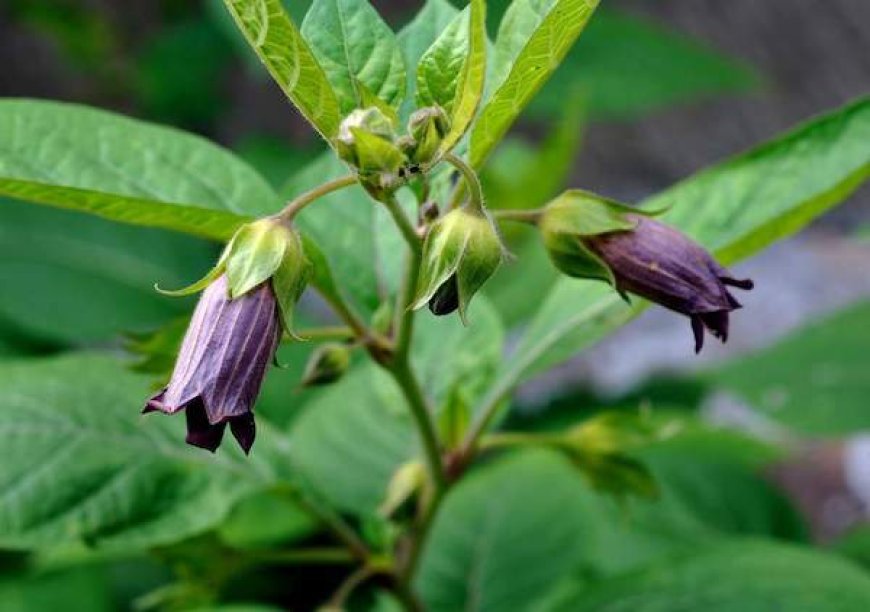 Nadragulya (Atropa belladonna)