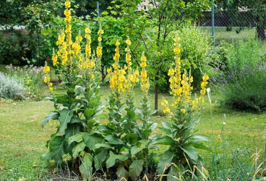 Ökörfarkkóró (Verbascum)