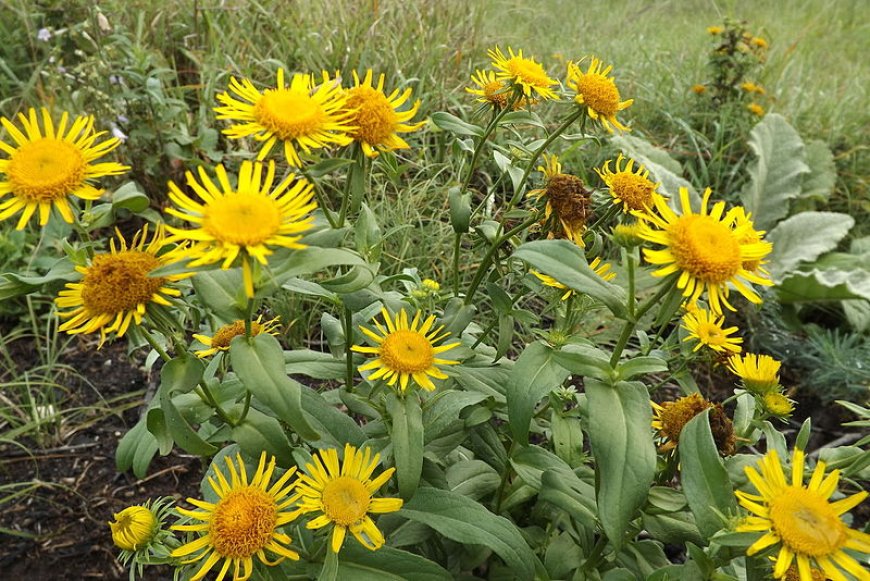 Orménygyökér (Inula helenium)