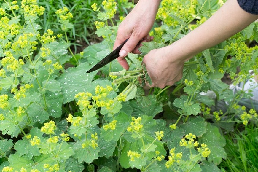 Palástfű (Alchemilla)