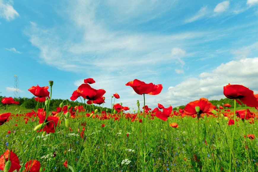 Pipacs (Papaver rhoeas)