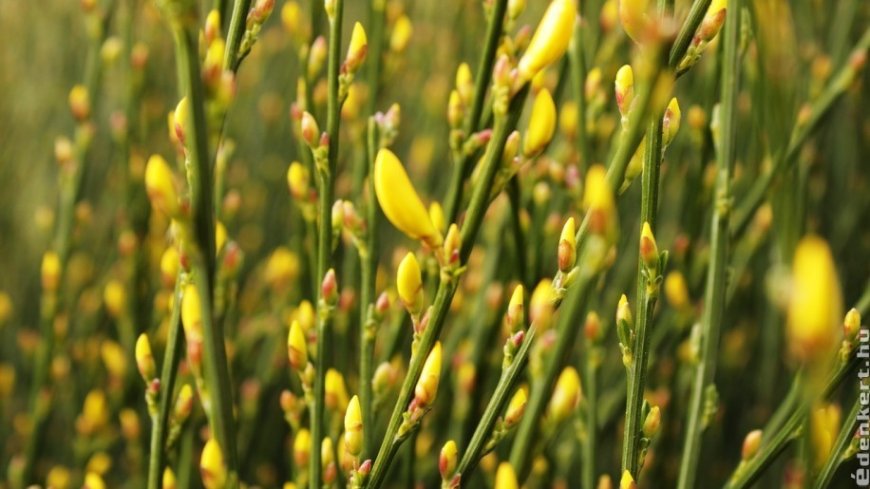 Seprőzanót (Cytisus scoparius)