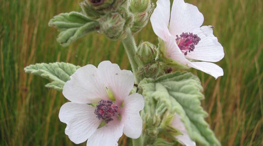 Ziliz (Althaea officinalis)