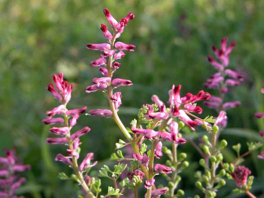 Orvosi füstike (Fumaria officinalis)