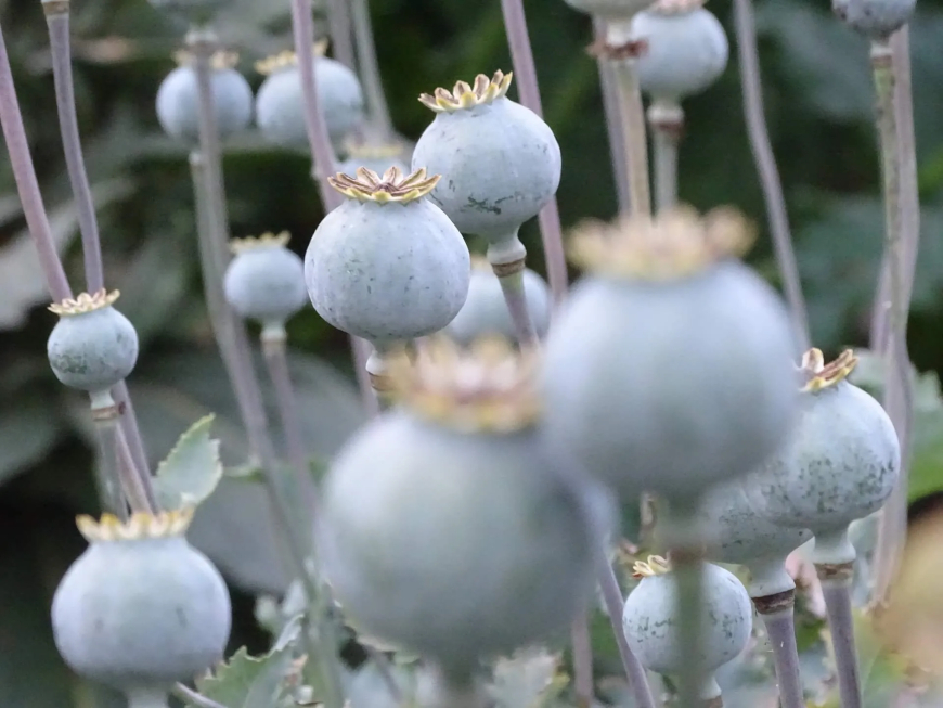 Mák (Papaver somniferum)