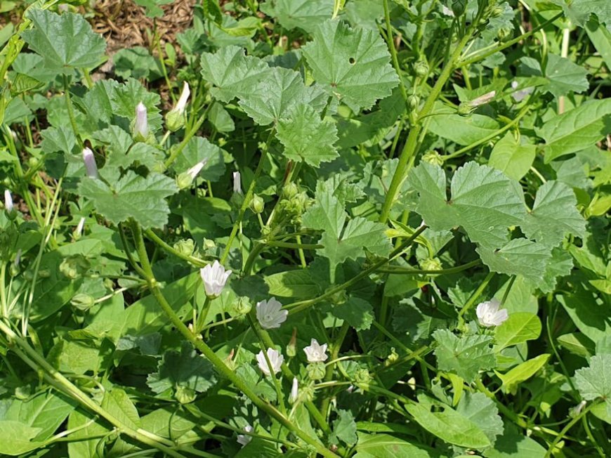 Papsajt (Malva sylvestris)