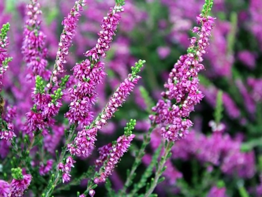 A Csarabfű (Calluna vulgaris)