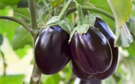 Padlizsán termesztése, nevelése és gondozása