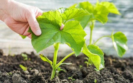 Az évszakok hatása a kertészkedésre - Mit ültessünk tavasszal, nyáron, ősszel és télen?