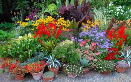 Legszebb virágok a kertbe